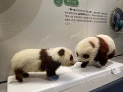 -四川大学博物馆