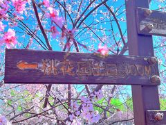 -桃花堤公园