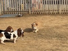 -趣玩宠物乐园寄养训犬训狗游泳池