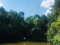 -铁山坪森林公园