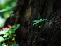 -新疆那拉提国家旅游度假区