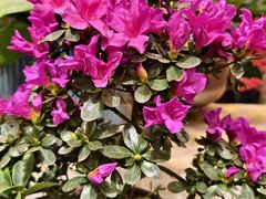 -双季花艺园艺市场(浦东店)