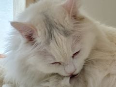 -有猫主题·治愈系猫咖(曾厝垵店)