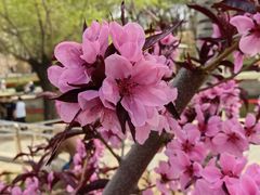 -海棠花溪(元大都城垣遗址公园)
