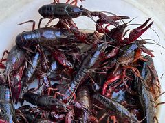 -同銮特种养殖场·龙虾垂钓