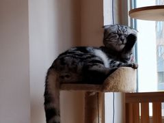 -名猫咖啡馆·撸猫·拼豆