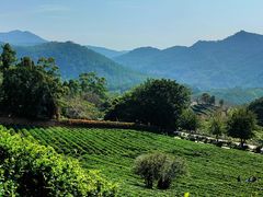 -雁南飞茶田景区