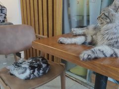 -猫爪屋猫咖(乐汇城店)