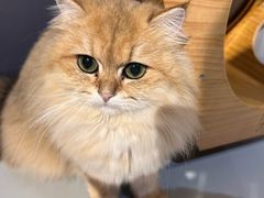 -豆逗聊愈猫阁Easy Life