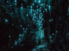 -怀托摩萤火虫洞