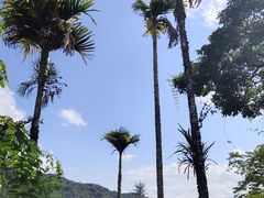 -海南槟榔谷黎苗文化旅游区
