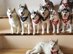 -Husky Go! 哈士奇体验馆·宠物咖啡厅狗咖