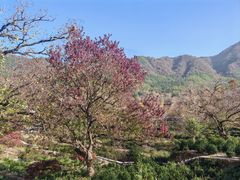 -塔川景区