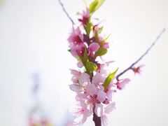 -南汇桃花村