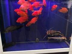 -大学城夜市大排档(凤栖路店)