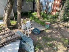 -南汇新场正宗水蜜桃采摘