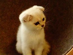 -团子家猫咪猫咖馆·柯基·柯尔鸭