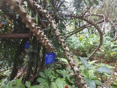 -中国科学院西双版纳热带植物园