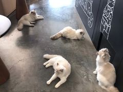 -瞄一喵猫咖(格力海岸店)
