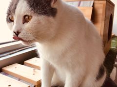 -Cappucimeow猫咪咖啡馆(韦伯时代店)