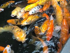 -上海大自然野生昆虫馆(东方明珠·爬宠昆虫探索中心)