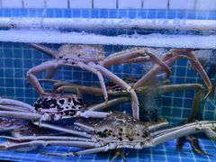 -震海贝烤贝·民俗特色店(延吉总店)