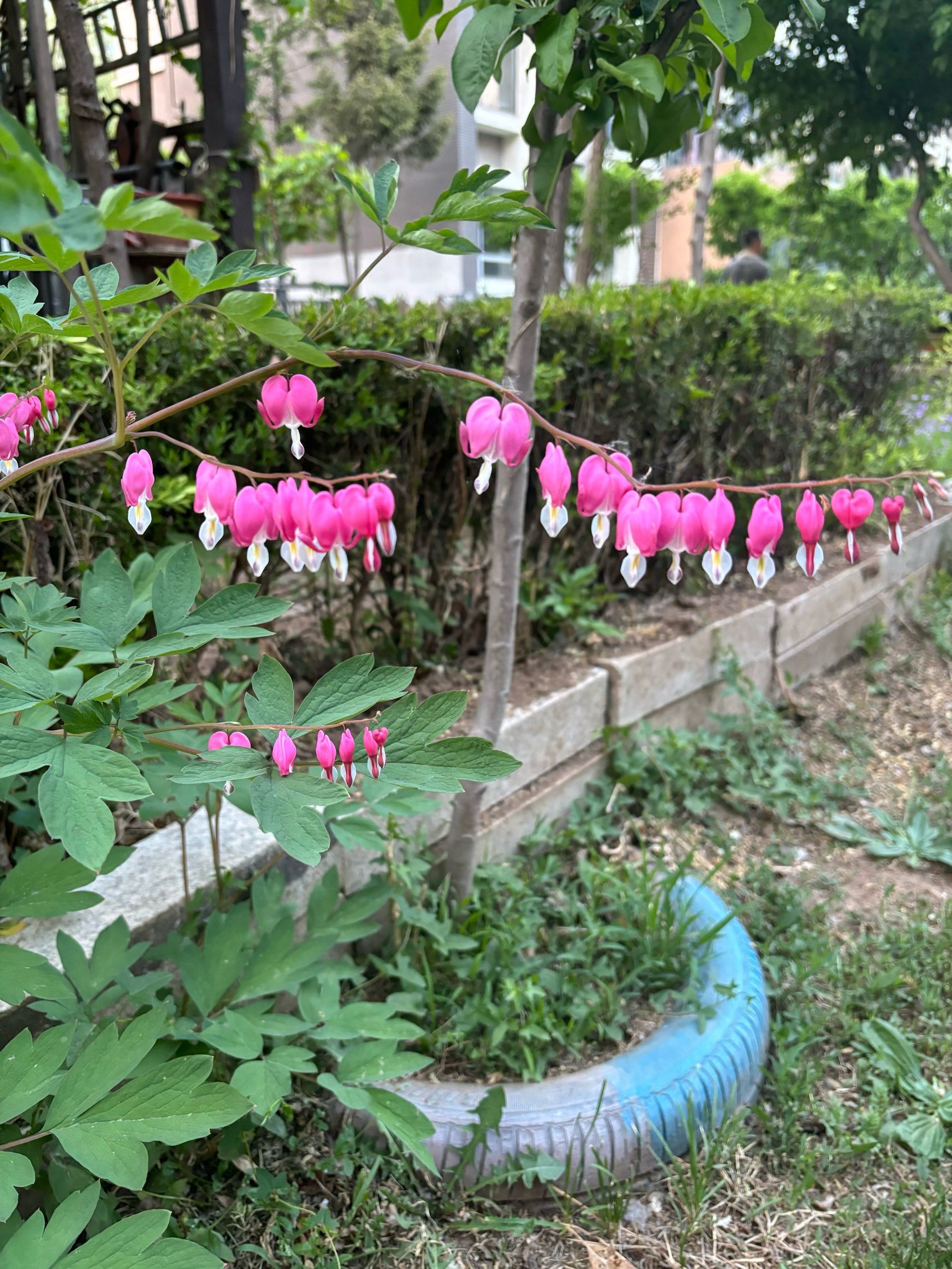 谁能答对这个花叫啥名?