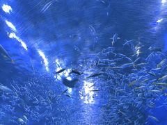 -成都浩海立方海洋公园