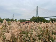 -芒洲湿地公园