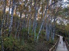 -塞罕坝国家级自然保护区