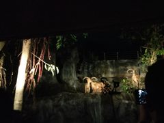 -清迈夜间动物园