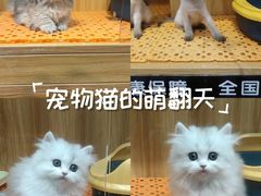 -欣宠猫屋·矮脚拿破仑·蓝金金渐层