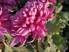 -螃蟹岬(地铁站)