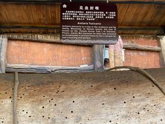 -海南槟榔谷黎苗文化旅游区