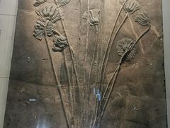 -湖南省地质博物馆