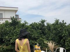 -柑橘农场