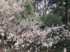 -杭州植物园