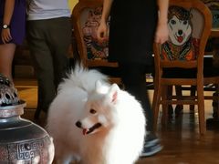 -more than meow吴止猫主题餐厅(承德 中船汇店)