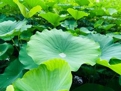 -莲花池公园