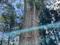 -阿里山神木遗迹