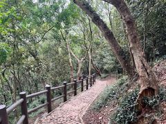 -上海佘山国家森林公园天马山园