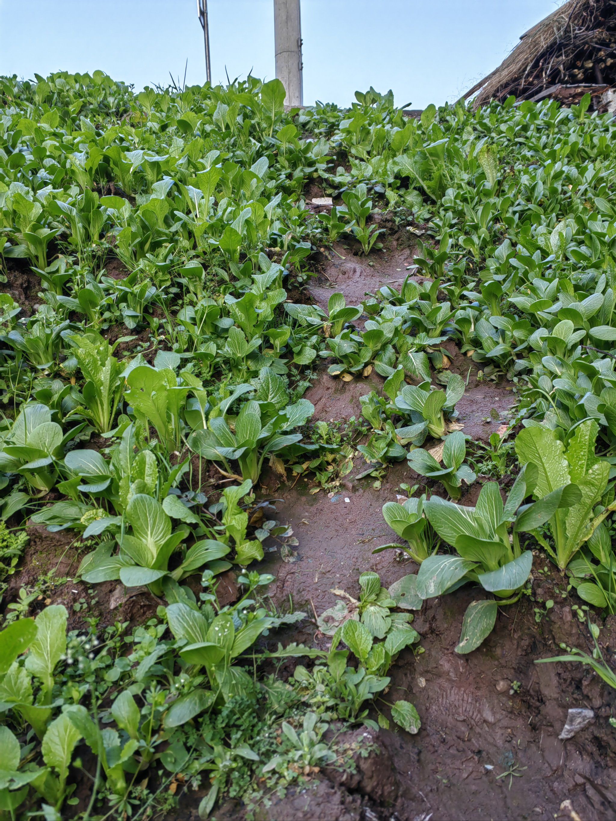 你来时的路长满了青菜