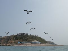 -长岛万鸟岛