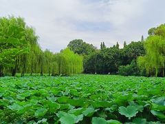-桂湖森林公园