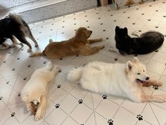 -毛绒耶耶撸宠馆·猫咖·狗咖·荷兰猪咖