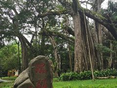 -独树成林