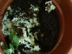 android_upload_pic-Sweety Fairy小蜜蜂蛋糕&下午茶(大柏树店)