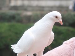 -音乐台