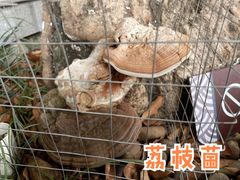 -广州神农草堂中医药博物馆