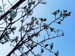 -老梦面包CHEZMOREL(麦子店)